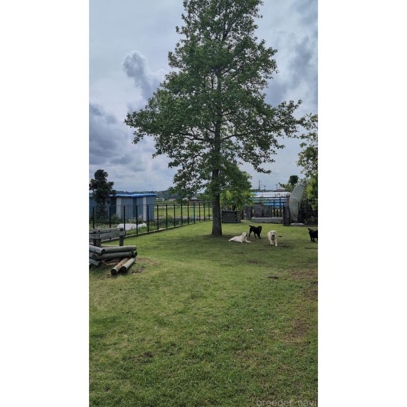 犬舎紹介の千葉県の犬舎紹介-5456の2枚目