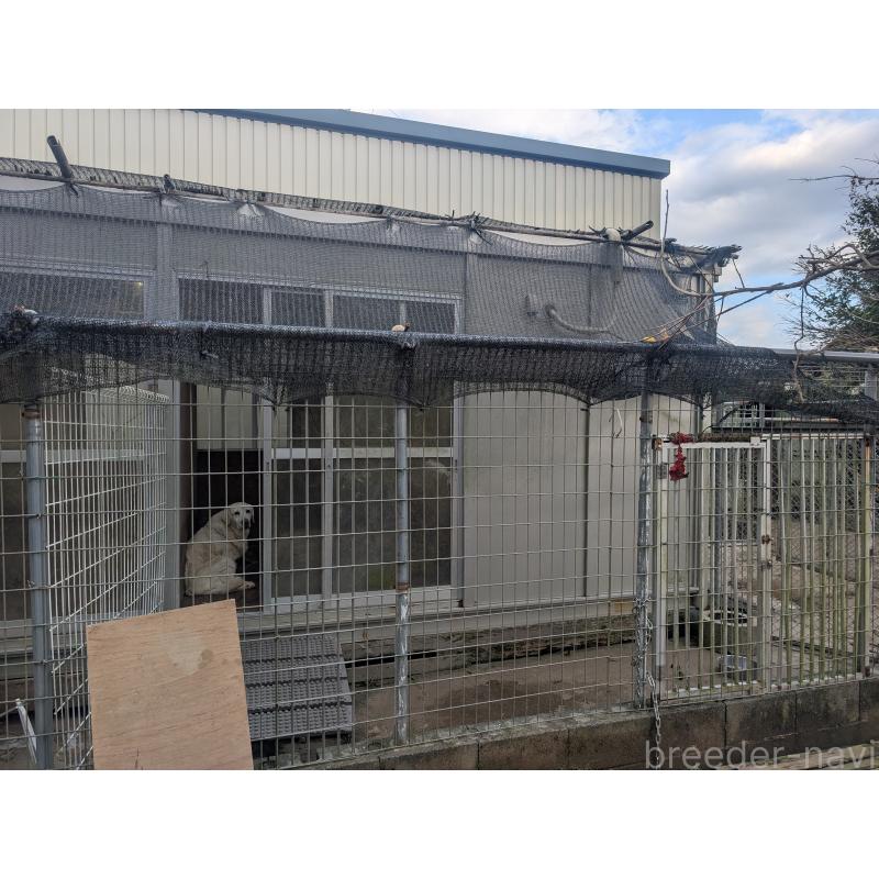 犬舎紹介の千葉県の犬舎紹介-5456の3枚目