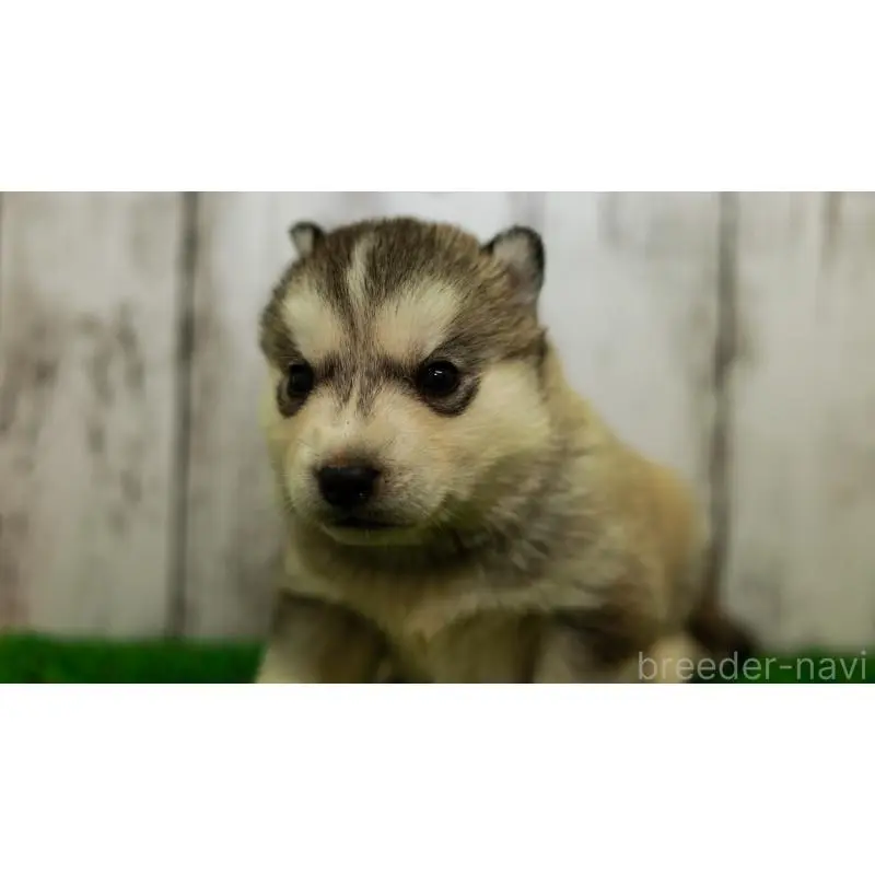 販売中の三重県のシベリアンハスキー-452934の8枚目