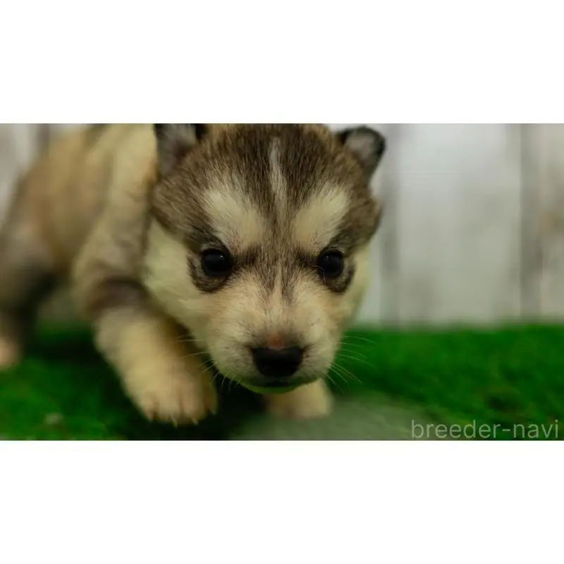 販売中の三重県のシベリアンハスキー-452934の7枚目