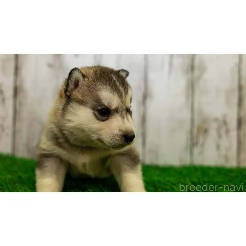 販売中の三重県のシベリアンハスキー-452934の6枚目