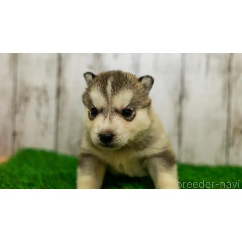 販売中の三重県のシベリアンハスキー-452934の5枚目