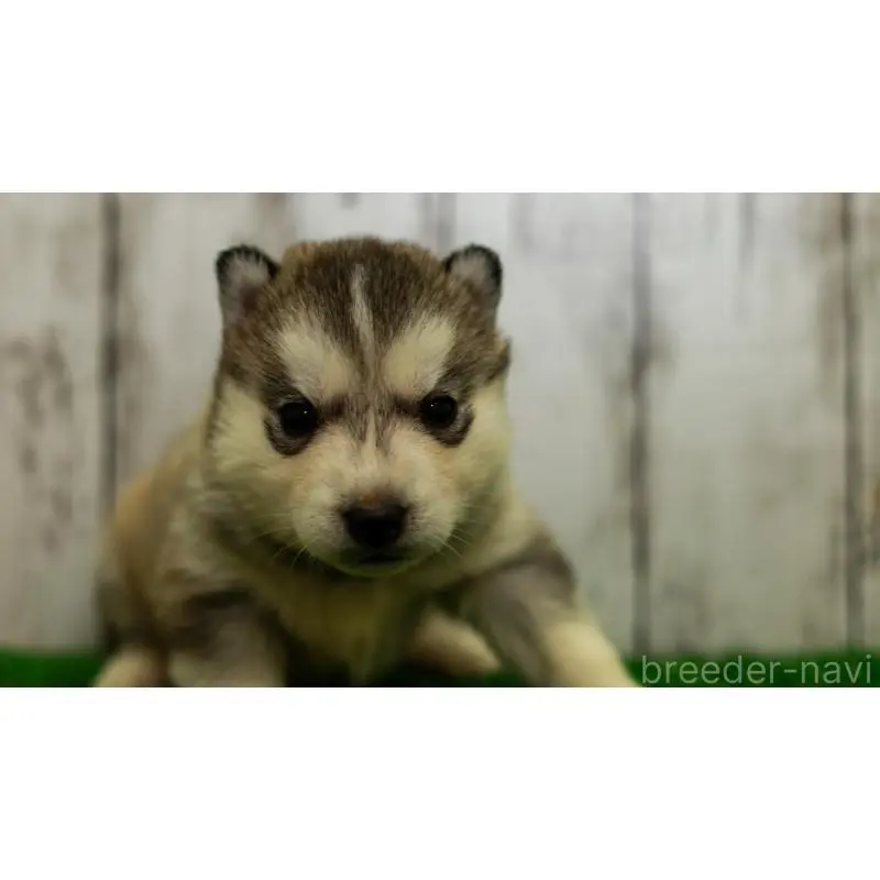 販売中の三重県のシベリアンハスキー-452934の4枚目