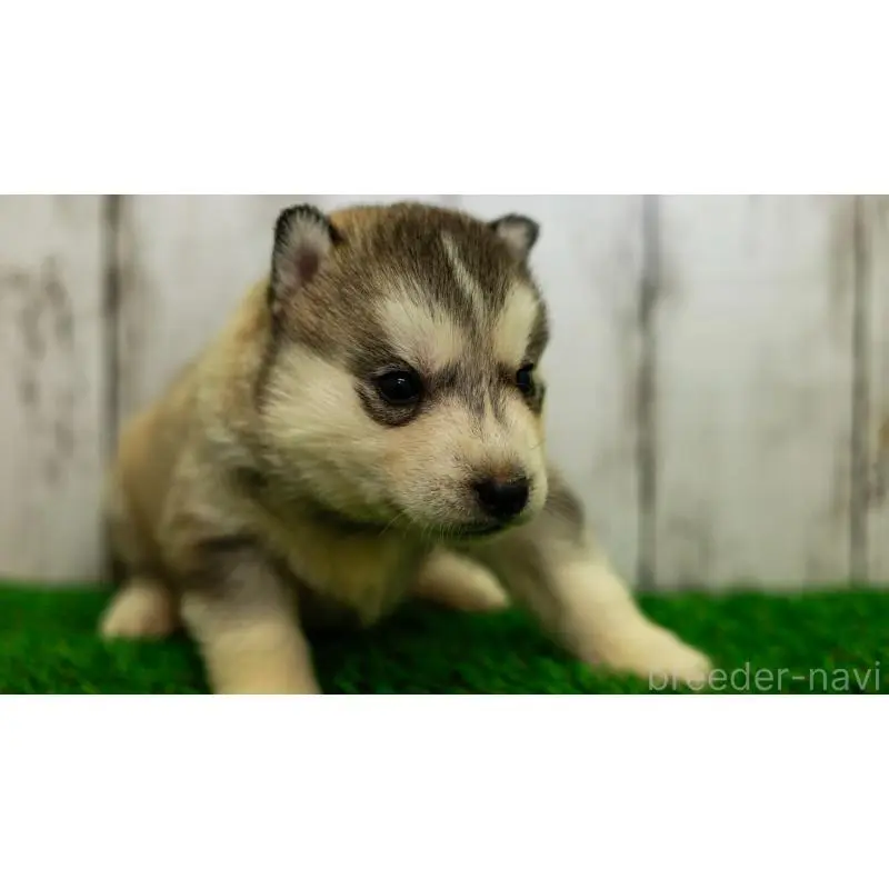 販売中の三重県のシベリアンハスキー-452934の3枚目