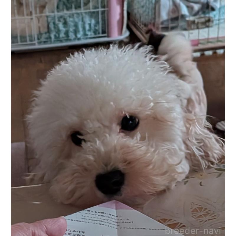販売中の新潟県のトイプードル-452936の4枚目