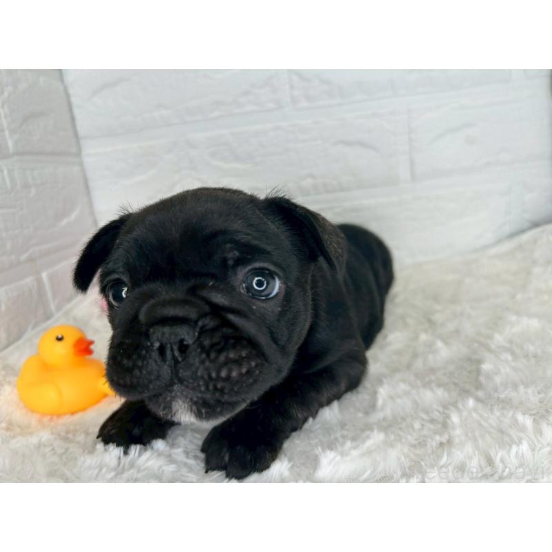 販売中の茨城県のフレンチブルドッグ-453065の15枚目