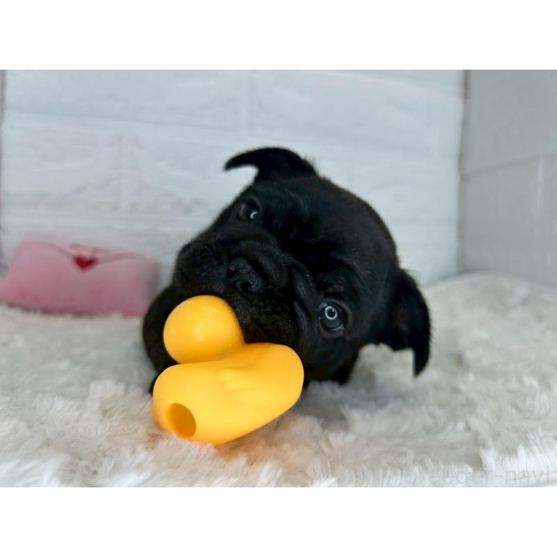 販売中の茨城県のフレンチブルドッグ-453065の14枚目