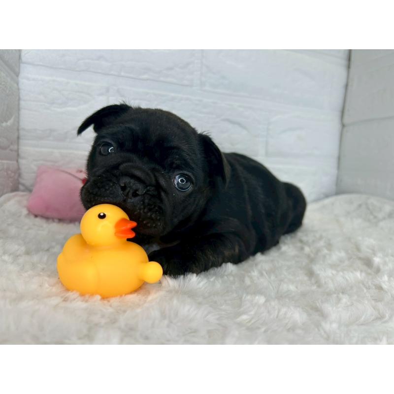 販売中の茨城県のフレンチブルドッグ-453065の13枚目