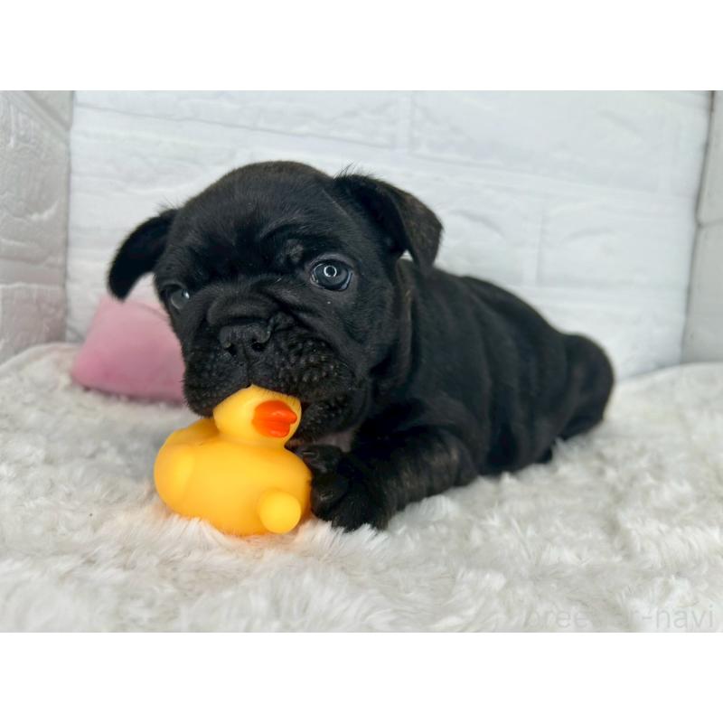 販売中の茨城県のフレンチブルドッグ-453065の12枚目