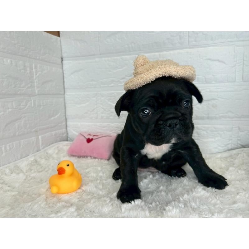 販売中の茨城県のフレンチブルドッグ-453065の10枚目