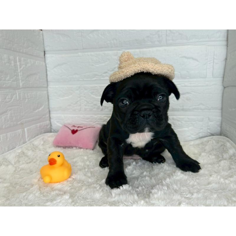 販売中の茨城県のフレンチブルドッグ-453065の9枚目