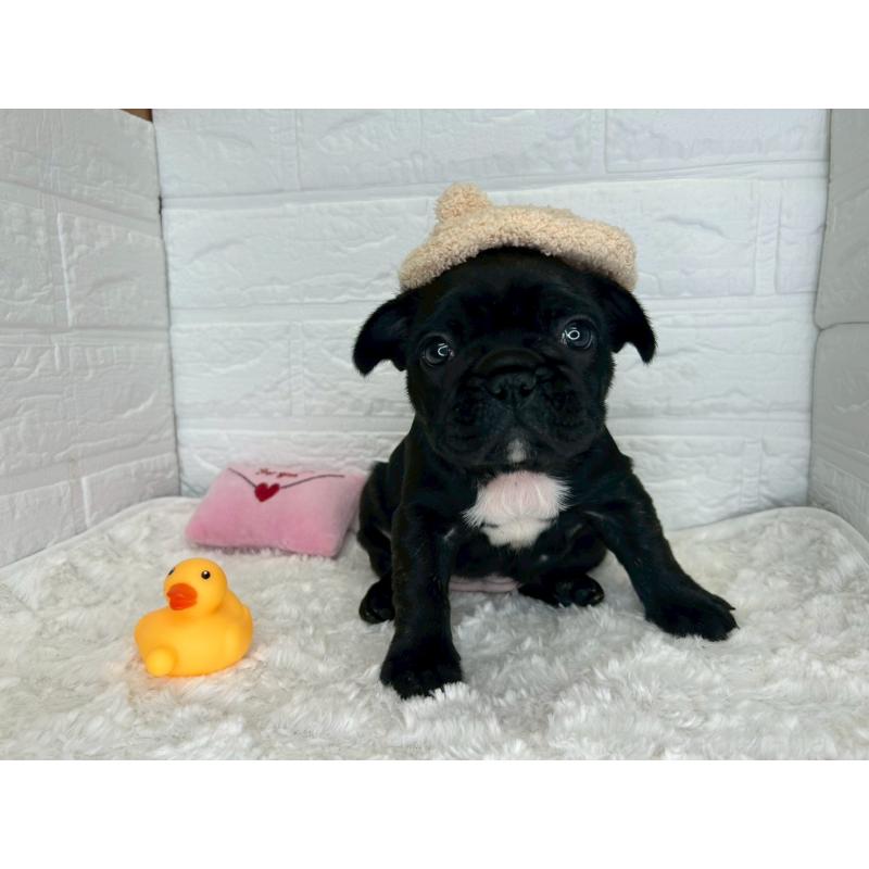 販売中の茨城県のフレンチブルドッグ-453065の8枚目