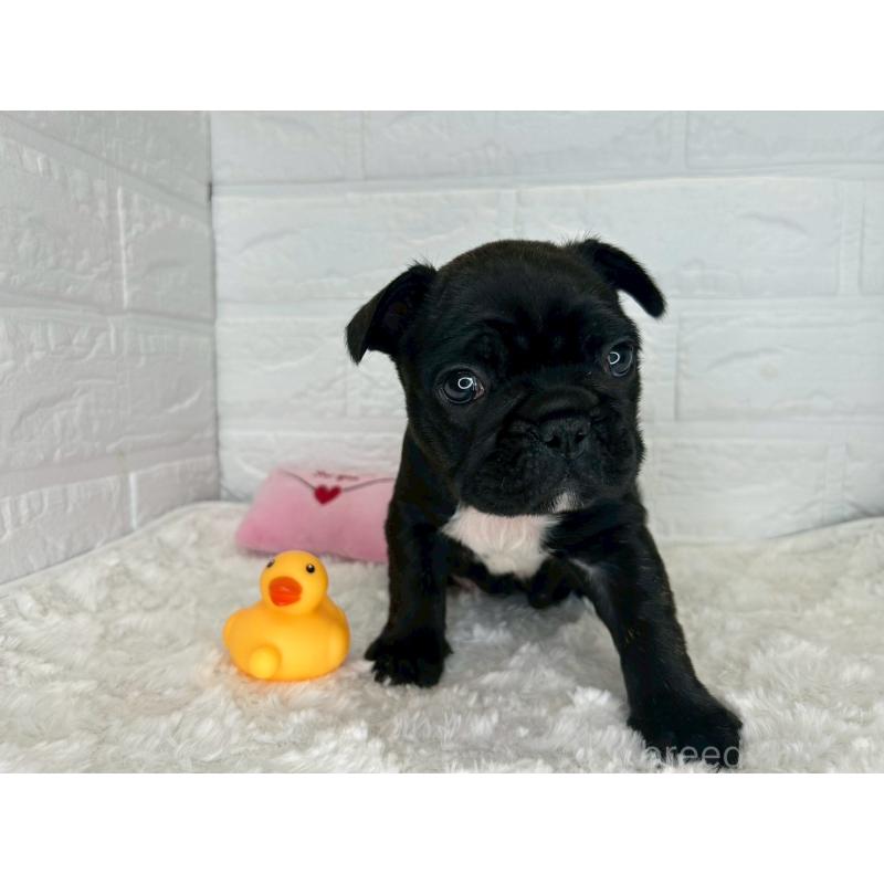 販売中の茨城県のフレンチブルドッグ-453065の7枚目