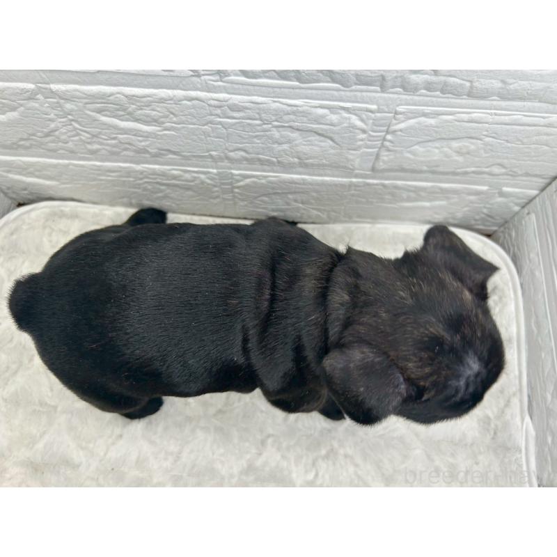 販売中の茨城県のフレンチブルドッグ-453065の6枚目