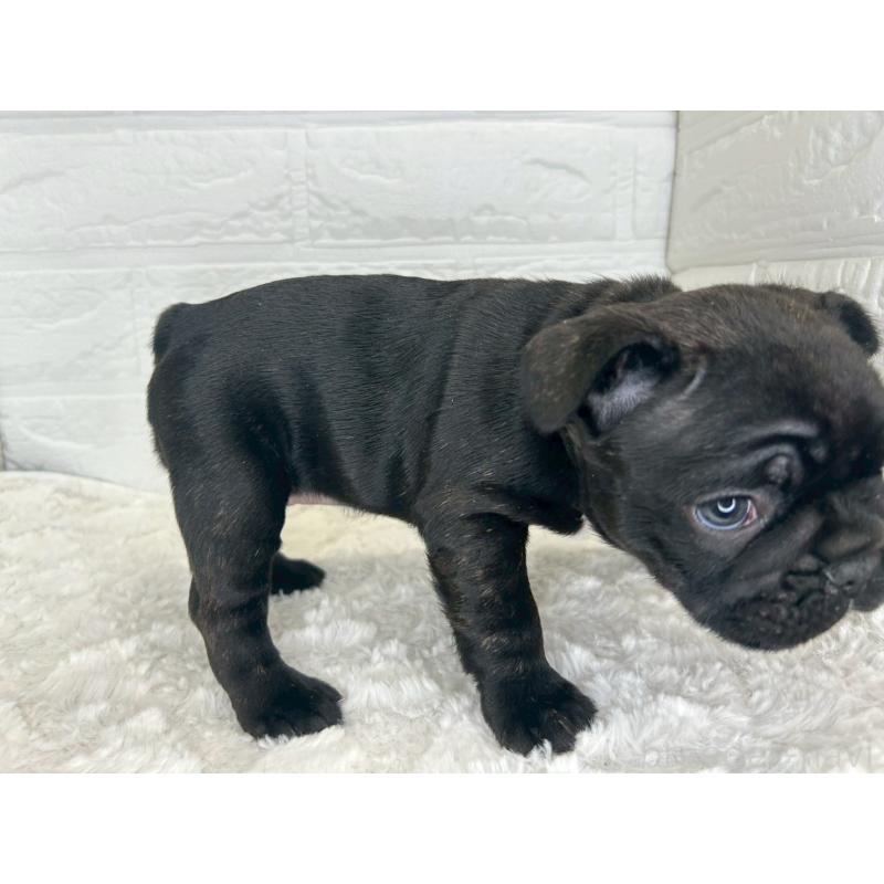 販売中の茨城県のフレンチブルドッグ-453065の5枚目