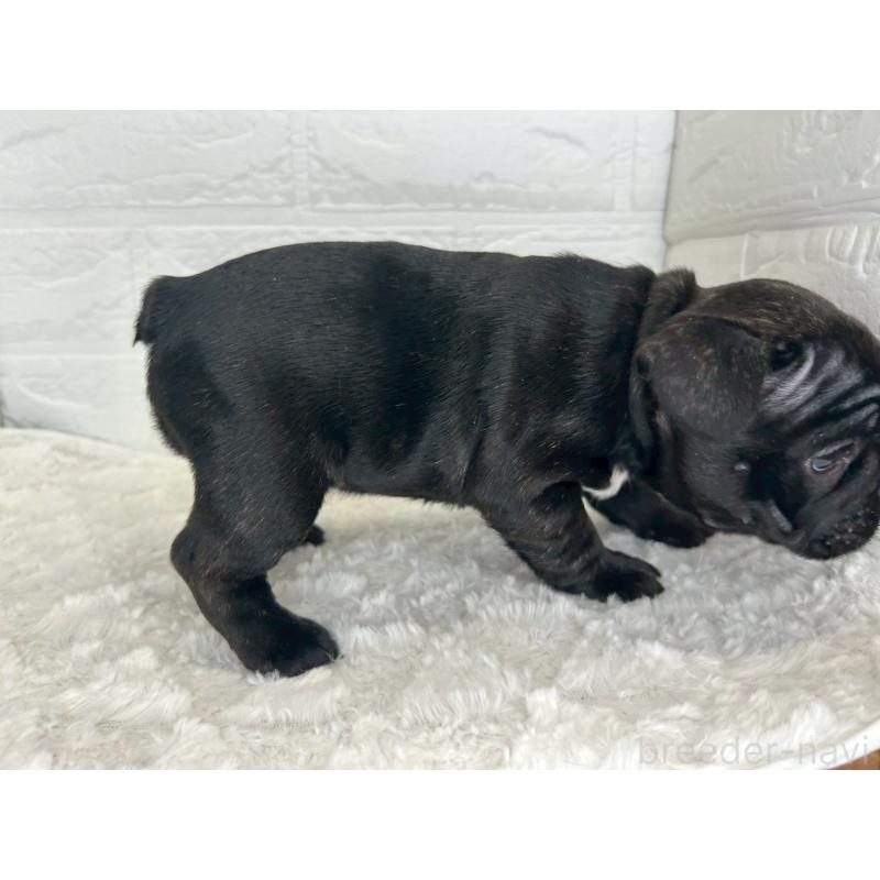 販売中の茨城県のフレンチブルドッグ-453065の4枚目