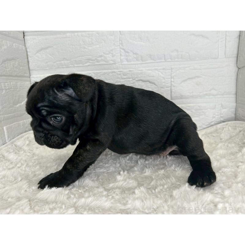 販売中の茨城県のフレンチブルドッグ-453065の3枚目