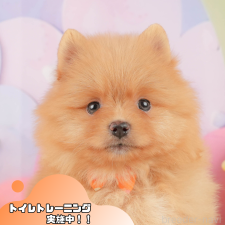 ♀︎ポメラニアン