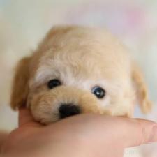 オンライン見学