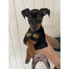 ミニチュアピンシャー(ミニピン)の子犬