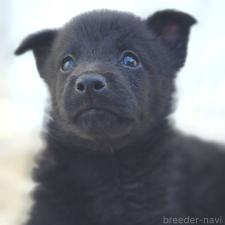 ♀︎スキッパーキ