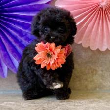 ♀︎タイニープードル