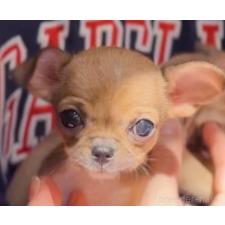 オンライン見学