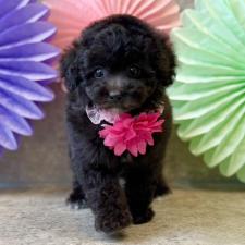 ♀︎タイニープードル