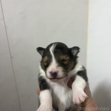 ♀︎シェットランドシープドッグ(シェルティ)