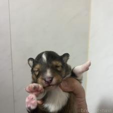 ♀︎シェットランドシープドッグ(シェルティ)