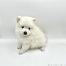 ♀︎日本スピッツ