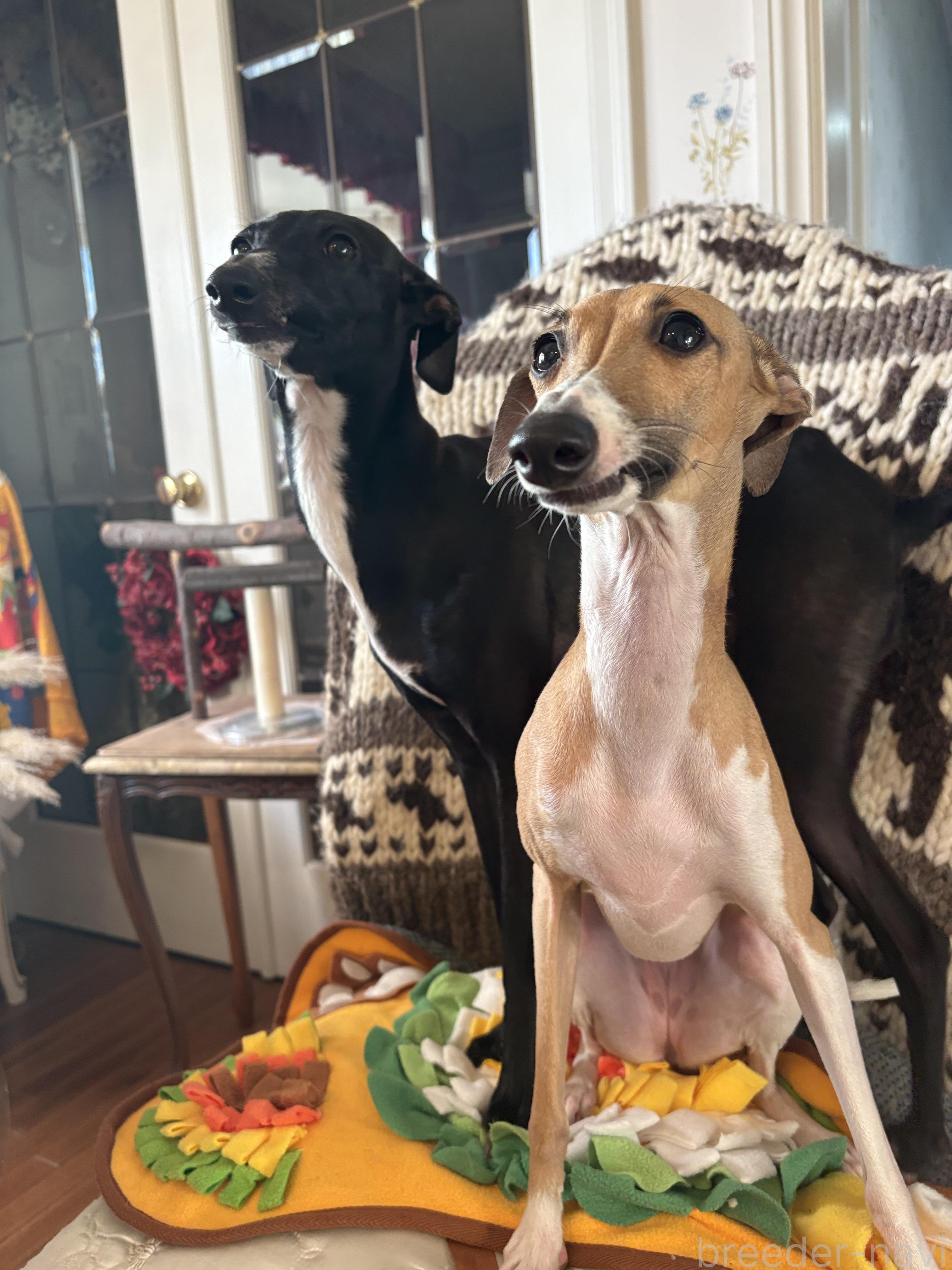 亀澤ブリーダー