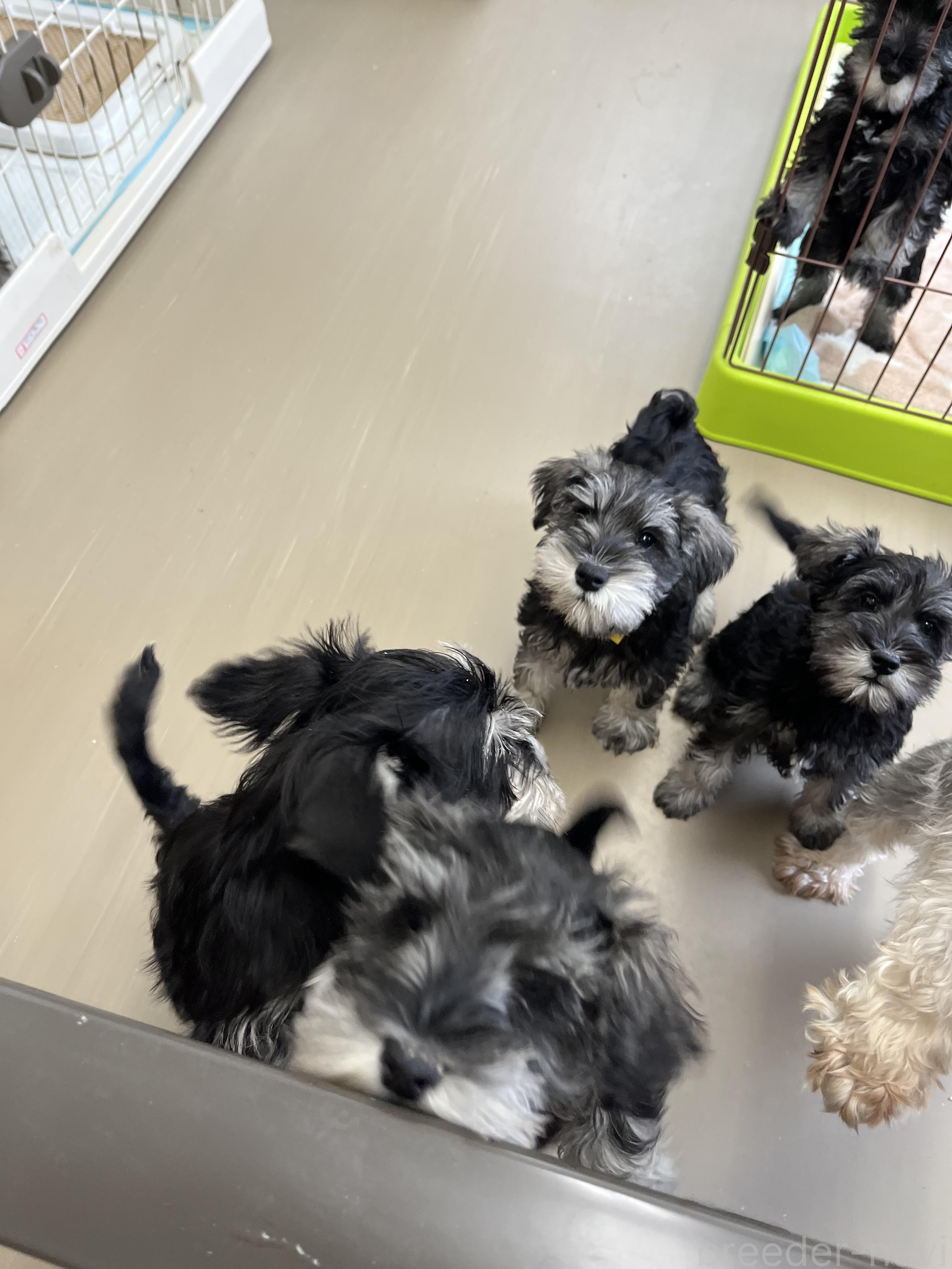 井上ブリーダー