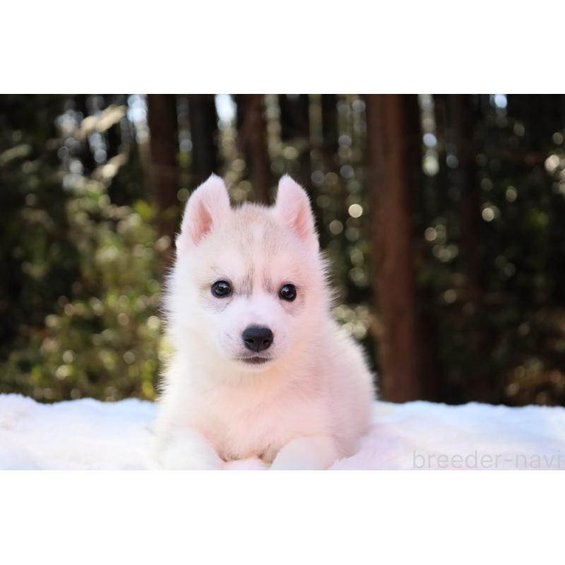 販売中の栃木県のシベリアンハスキー-452939の9枚目