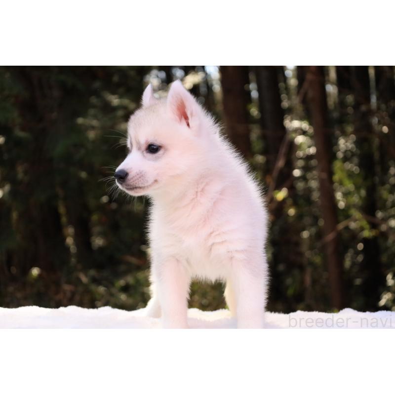 販売中の栃木県のシベリアンハスキー-452939の8枚目