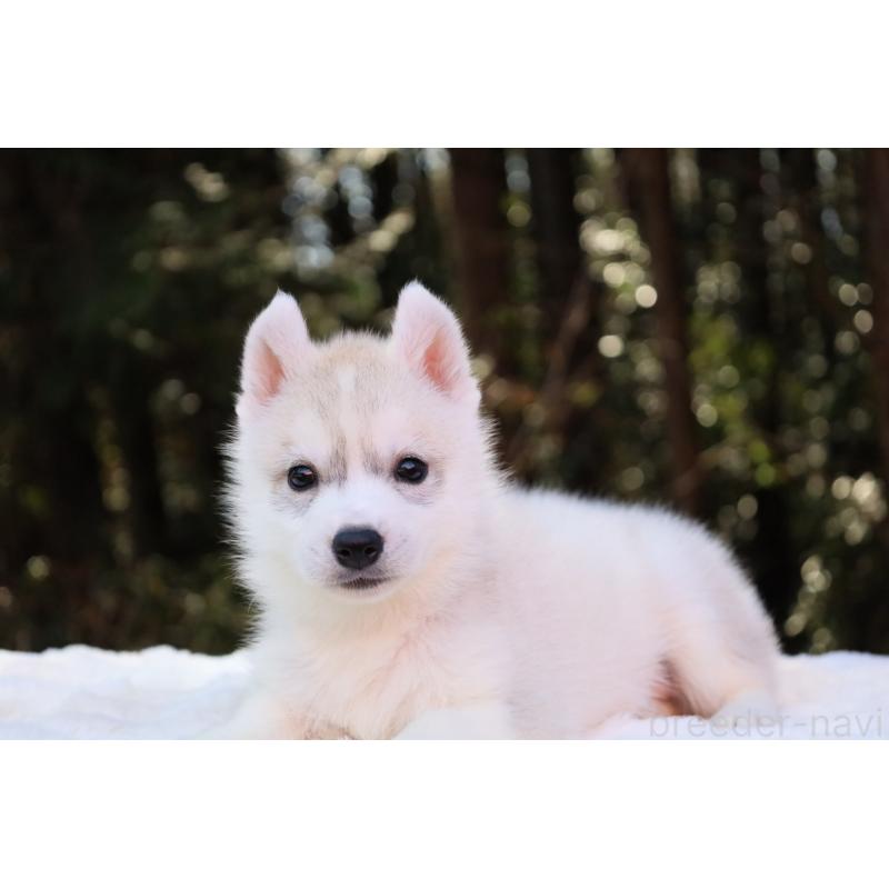 販売中の栃木県のシベリアンハスキー-452939の7枚目