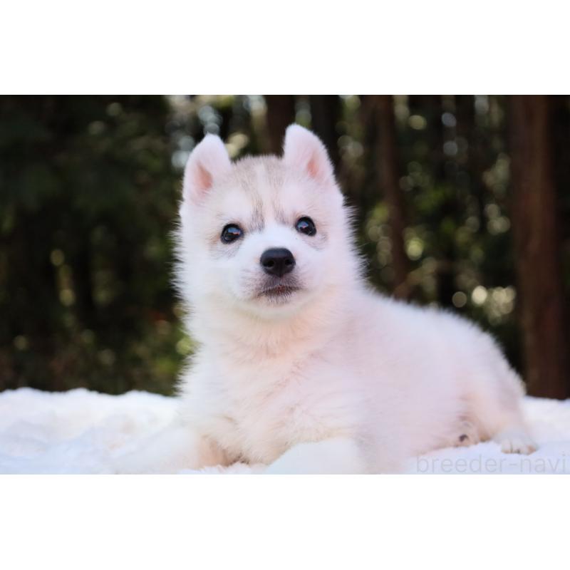 販売中の栃木県のシベリアンハスキー-452939の6枚目