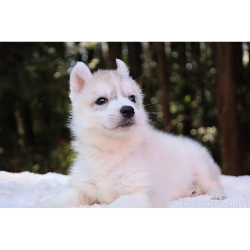 販売中の栃木県のシベリアンハスキー-452939の5枚目