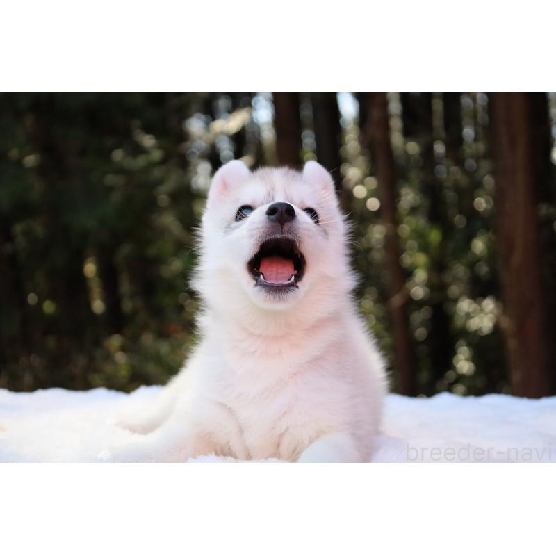 販売中の栃木県のシベリアンハスキー-452939の4枚目