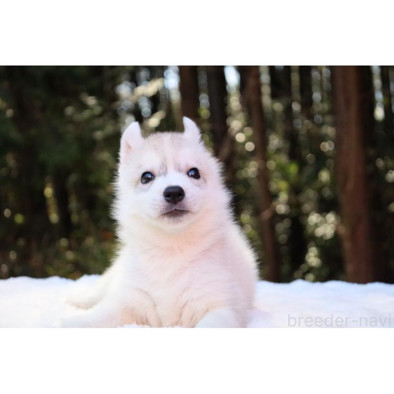 販売中の栃木県のシベリアンハスキー-452939の3枚目