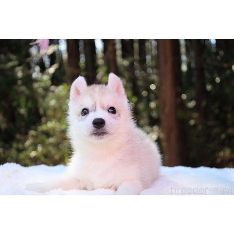 販売中の栃木県のシベリアンハスキー-452939の2枚目