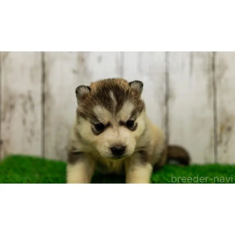 販売中の三重県のシベリアンハスキー-452944の9枚目