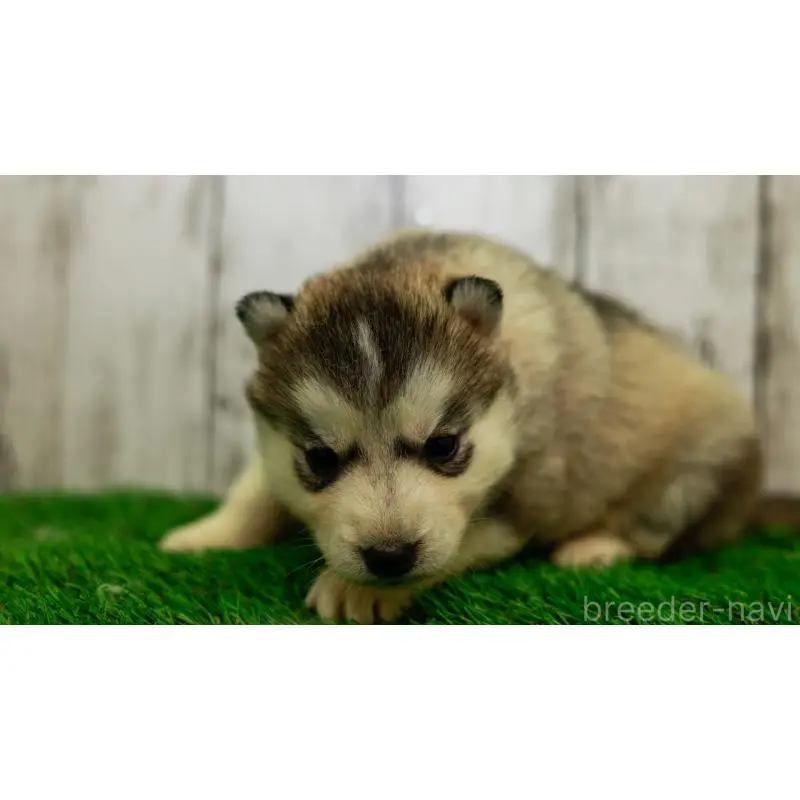 販売中の三重県のシベリアンハスキー-452944の8枚目