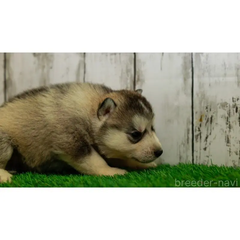 販売中の三重県のシベリアンハスキー-452944の7枚目