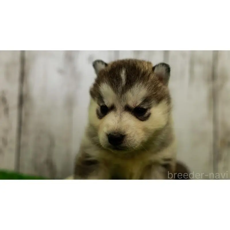 販売中の三重県のシベリアンハスキー-452944の6枚目