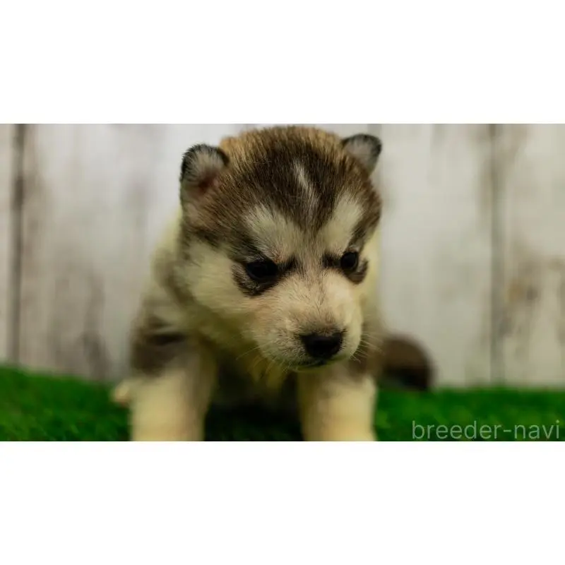 販売中の三重県のシベリアンハスキー-452944の4枚目