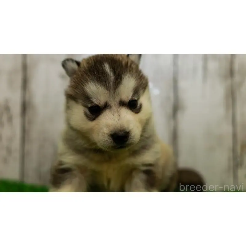 販売中の三重県のシベリアンハスキー-452944の3枚目