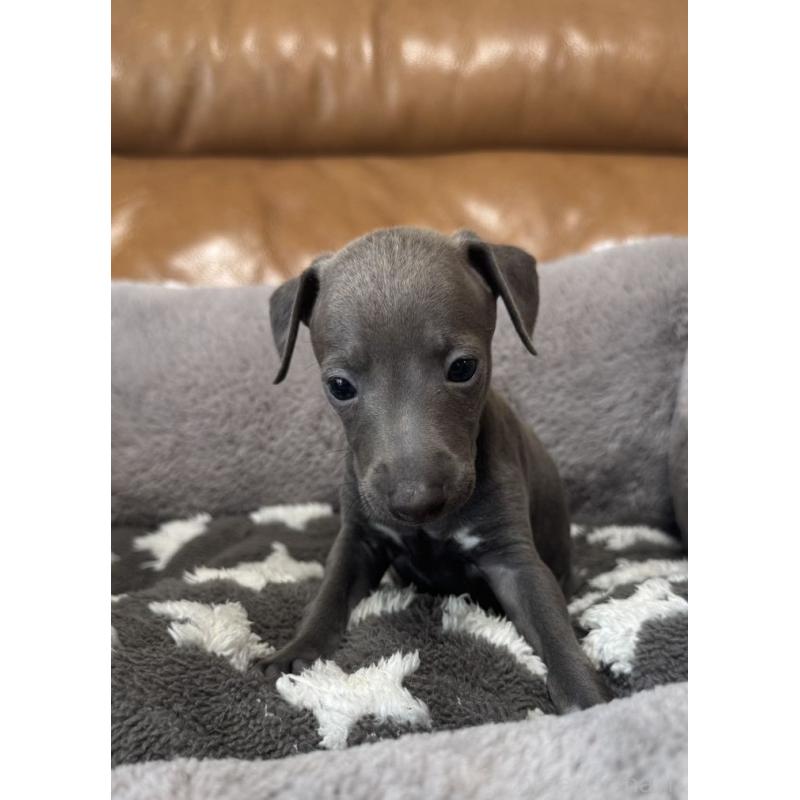 販売中の山梨県のイタリアングレーハウンド(イタグレ)-452947の3枚目