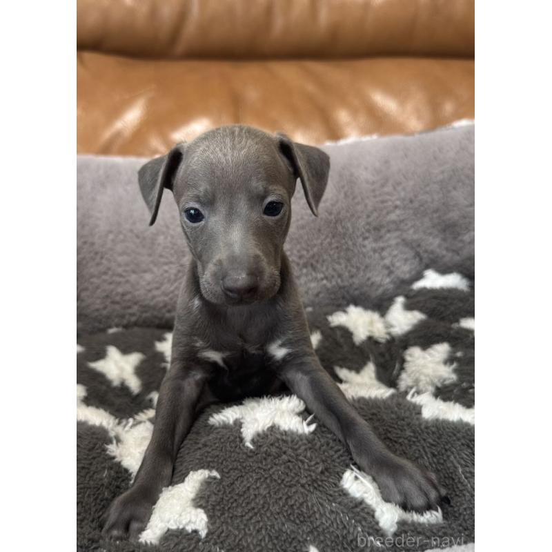 販売中の山梨県のイタリアングレーハウンド(イタグレ)-452947の2枚目