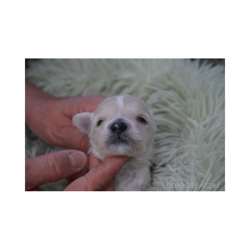 販売中の京都府のマルプー:マルチーズ×トイプードル-452946の5枚目